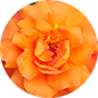 Joyful Orange Flower